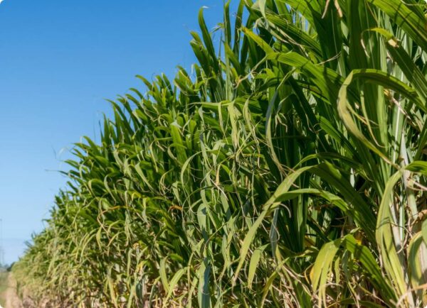 Understanding the Biofuel Industry | Blue Biofuels